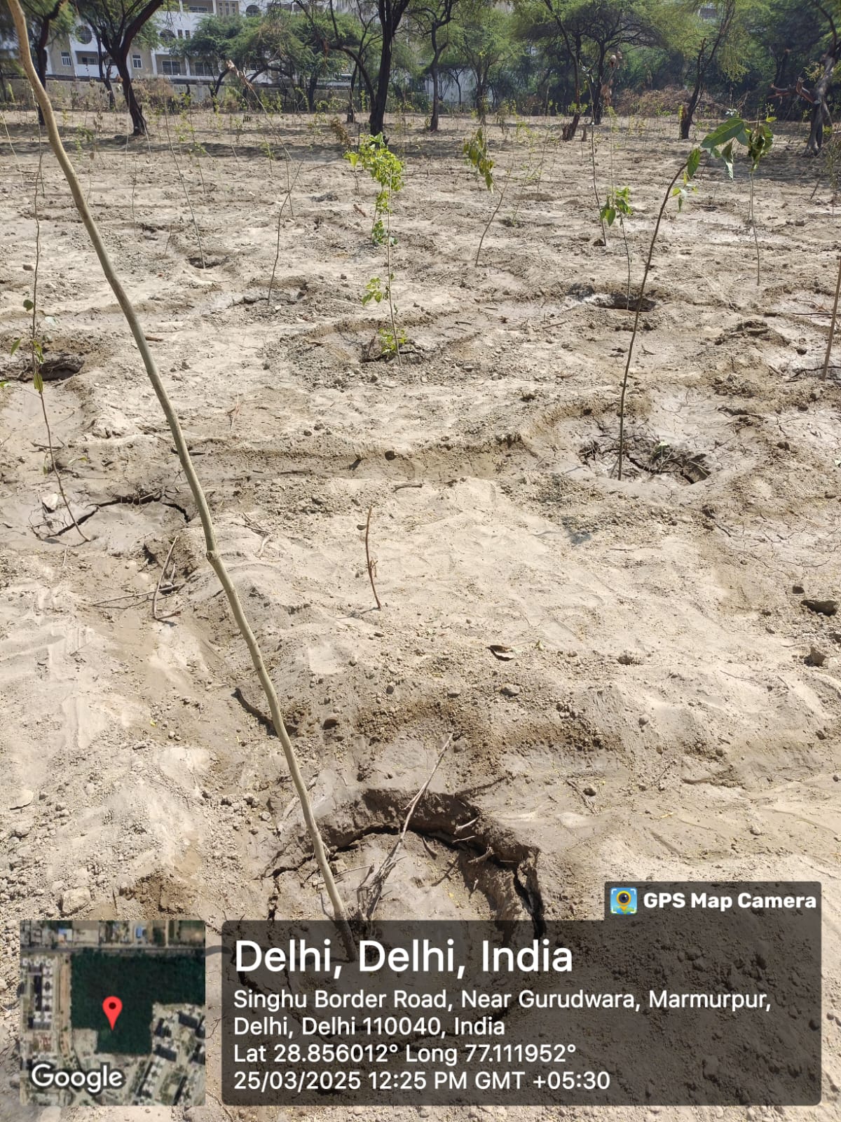 Assisted Natural Regeneration Artificial Regeneration